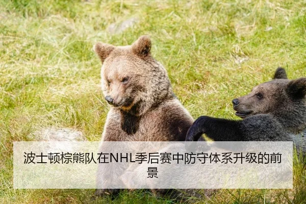 波士顿棕熊队在NHL季后赛中防守体系升级的前景